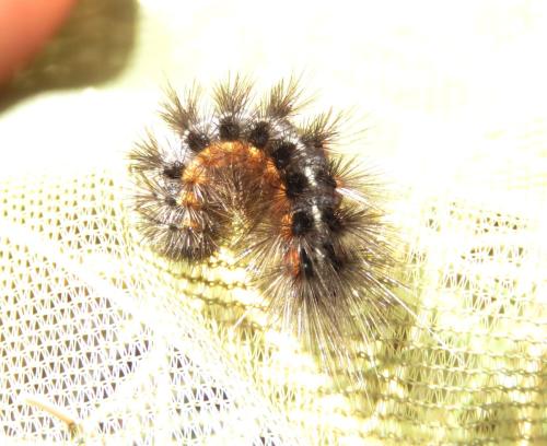 Watsonarctia deserta